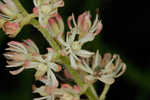 Coastal false asphodel